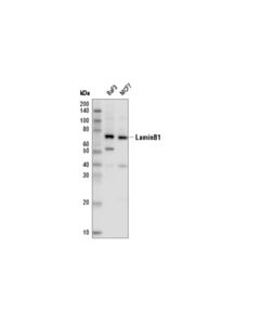 Cell Signaling Lamin B1 (D9v6h) Rabbit mAb (Hrp Conjugate)