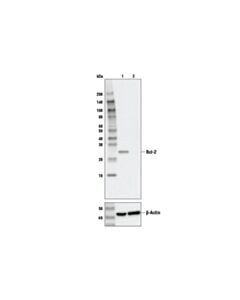 Cell Signaling Bcl-2 (124) Mouse mAb