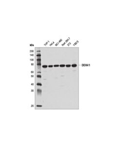 Cell Signaling Ddx41 (D3f1z) Rabbit mAb