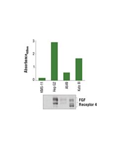 Cell Signaling Pathscan  Total Fgf Receptor 4 Sandwich ELISA Kit