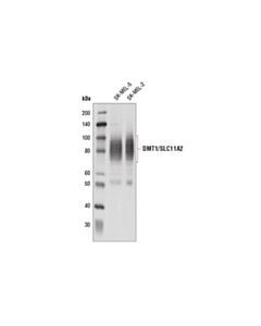 Cell Signaling Dmt1/Slc11a2 (D3v8g) Rabbit mAb