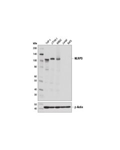 Cell Signaling Nlrp3 (D4d8t) Rabbit mAb