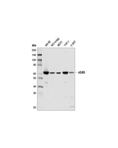 Cell Signaling cGAS (D1D3G) Rabbit Monoclonal Antibody