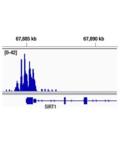 Cell Signaling Aiolos (D1C1E) Rabbit mAb