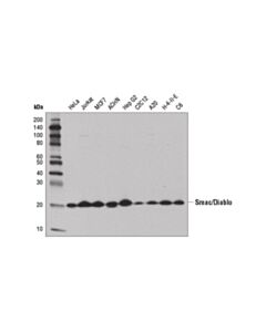 Cell Signaling Smac/Diablo (D5s3r) Rabbit mAb