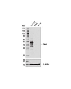Cell Signaling Ox40 (D1s6l) Rabbit mAb