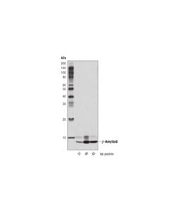 Cell Signaling Beta-Amyloid (D3d2n) Mouse mAb