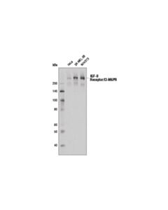 Cell Signaling Igf-Ii Receptor/Ci-M6pr (D8z3j) Rabbit mAb