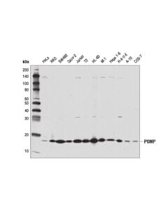 Cell Signaling Pomp (D2x9s) Rabbit mAb