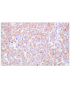 Cell Signaling TFAM (F5A3U) Rabbit mAb 100 uL
