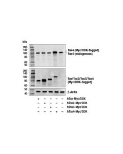 Cell Signaling Tox4 Antibody