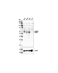 Cell Signaling Slamf6/Cd352 Antibody