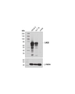 Cell Signaling Lag3 (D2g4o) Xp Rabbit mAb