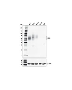 Cell Signaling Cd80 (E3q9v) Rabbit mAb