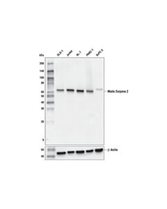Cell Signaling Malic Enzyme 2 (E1n3e) Xp Rabbit mAb