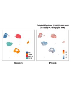 Cell Signaling Fatty Acid Synthase (C20G5) Rabbit mAb (InTraSeq ™ 3 Conjugate 3090)
