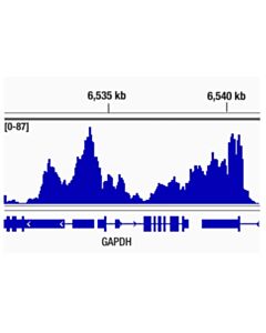 Cell Signaling Spt6 (D6j9h) Rabbit mAb
