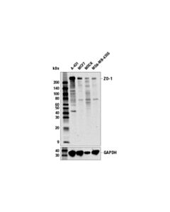 Cell Signaling ZO-1 (6B6E4) Rat mAb 20 uL