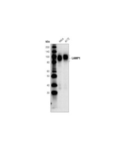 Cell Signaling Lamp1 (D4o1s) Mouse mAb