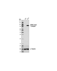 Cell Signaling Sv40 Large T Antigen (D1e9e) Rabbit mAb