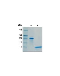 Cell Signaling Mouse TGF-beta1 Recombinant Protein