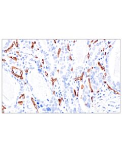 Cell Signaling CD34 (QBEND/10) Mouse mAb; 20 µl