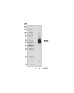 Cell Signaling Rip3 (D8j3l) Rabbit mAb