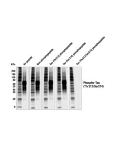Cell Signaling Phospho-Tau (Thr212/Ser214) (F2A4N) Rabbit mAb