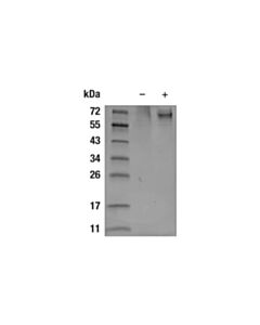 Cell Signaling Human IL-23 Recombinant Protein