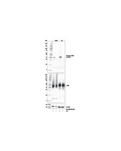 Cell Signaling Phospho-Cd28 (Tyr191) (E5b9z) Rabbit mAb