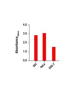 Cell Signaling Total HDAC4 Matched Antibody Pair