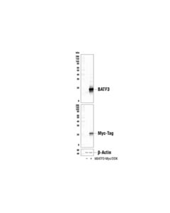 Cell Signaling Batf3 (E3k5h) Rabbit mAb
