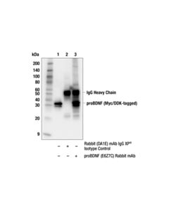 Cell Signaling Bdnf (E6z7c) Rabbit mAb