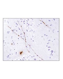 Cell Signaling Orexin (D6g9t) Rabbit mAb