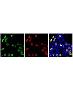Cell Signaling DYKDDDDK Tag (D6W5B) Mouse Chimeric mAb (Binds to same epitope as Sigma-Aldrich Anti-FLAG M2 antibody)