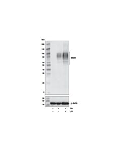 Cell Signaling Msr1 (D8k4e) Rabbit mAb