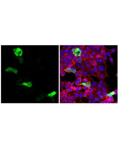 Cell Signaling V5-Tag (D3H8Q) Rabbit mAb (Alexa Fluor ® 488 Conjugate)