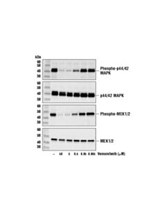 Cell Signaling Vemurafenib