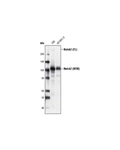 Cell Signaling Notch2 (D76a6) Xp® Rabbit mAb (BSA And Azide Free)