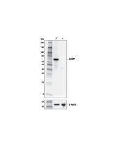 Cell Signaling G3bp1 Antibody