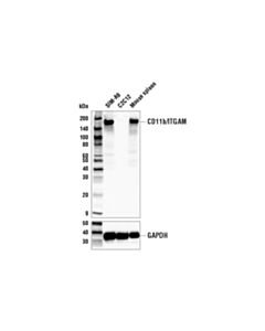 Cell Signaling Cd11b/Itgam (E6e1m) Rabbit mAb