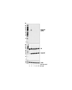 Cell Signaling Necrostatin-1s