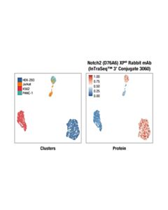 Cell Signaling Notch2 (D76A6) XP ® Rabbit mAb (InTraSeq ™ 3 Conjugate 3060)