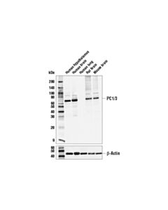Cell Signaling Pc1/3 Antibody