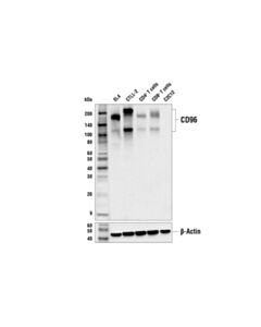 Cell Signaling CD96 (E4B8Y) Rabbit mAb 20 uL