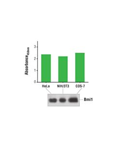 Cell Signaling PathScan ® Total Bmi1 Sandwich ELISA Kit
