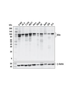 Cell Signaling Alix (E4t7u) Rabbit mAb