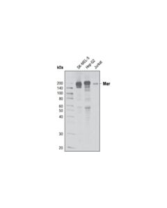 Cell Signaling Tyro/Axl/Mer Activation Antibody Sampler Kit