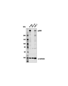 Cell Signaling p300 (D8Z4E) Rabbit mAb (BSA and Azide Free)