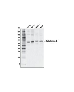 Cell Signaling Malic Enzyme 3 (E8a3v) Rabbit mAb